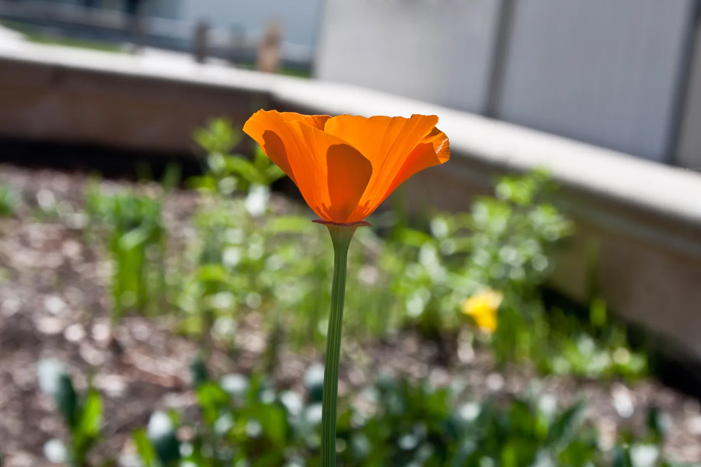 California poppy, SBBG Photo Contest 2013