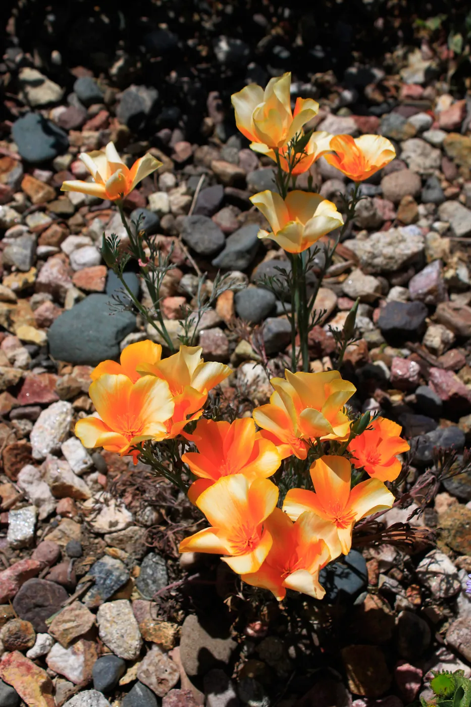 Creamy white and orange tinged poppies, SBBG Photo Contest 2013