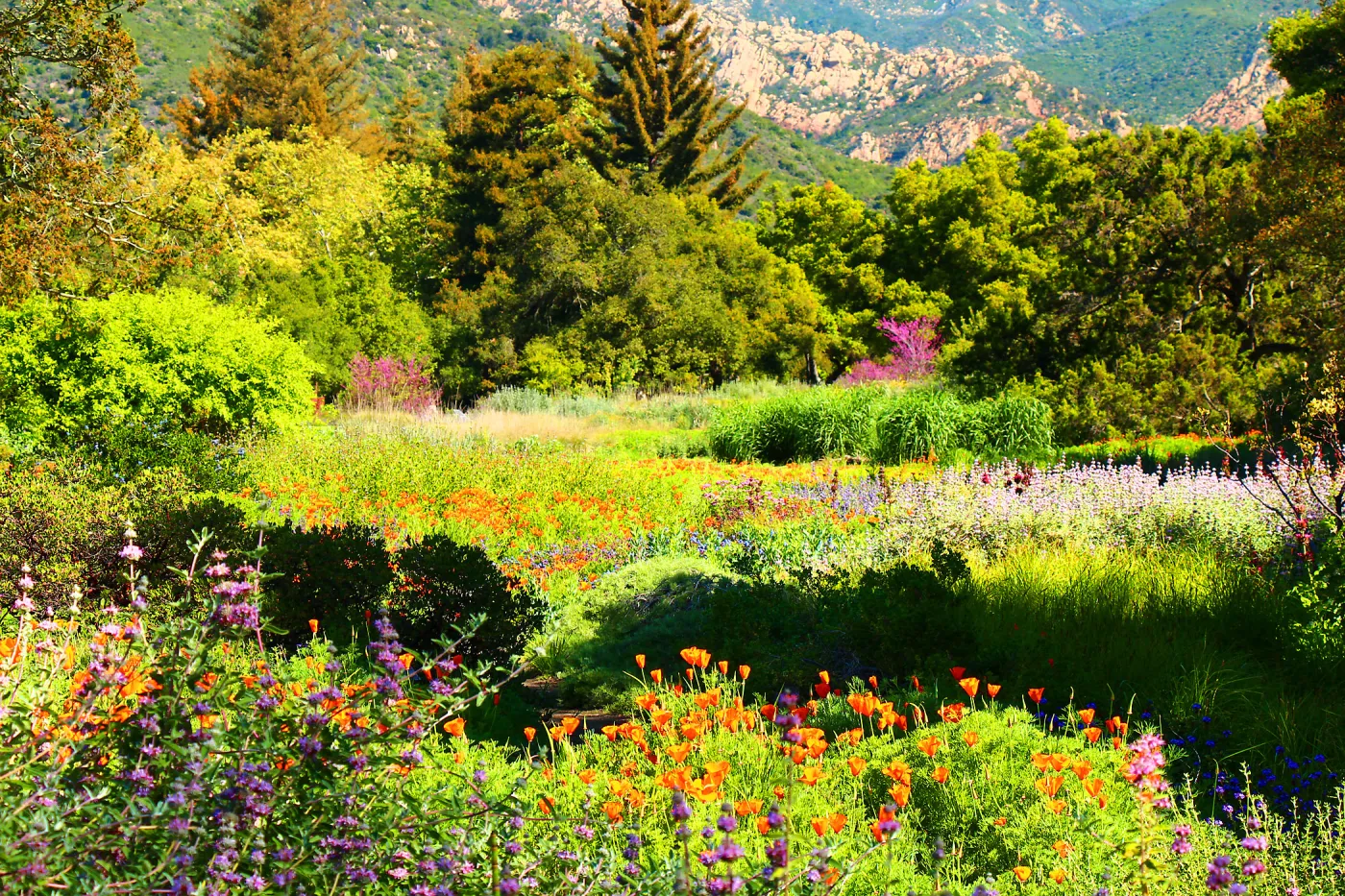 SBBG Meadow with wildflowers, SBBG Photo Contest 2013