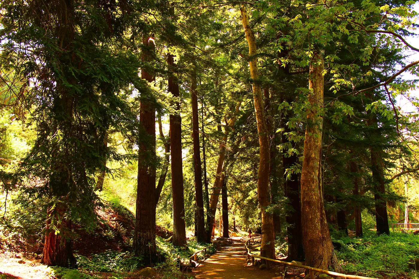 The Redwood Section, SBBG Photo Contest 2013 (Coast Redwood)