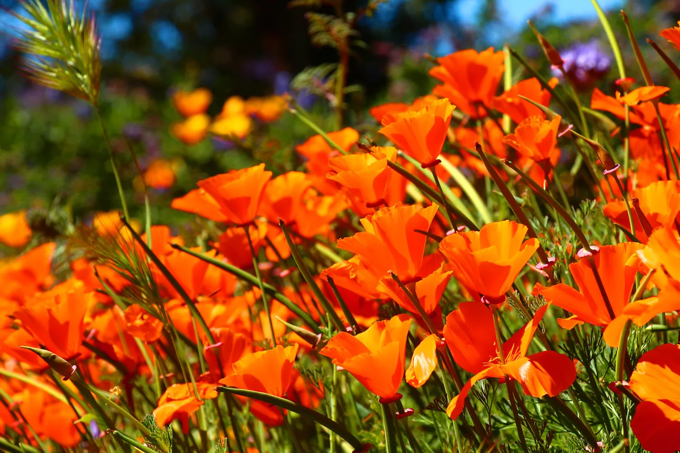 California poppies, SBBG Photo Contest 2013