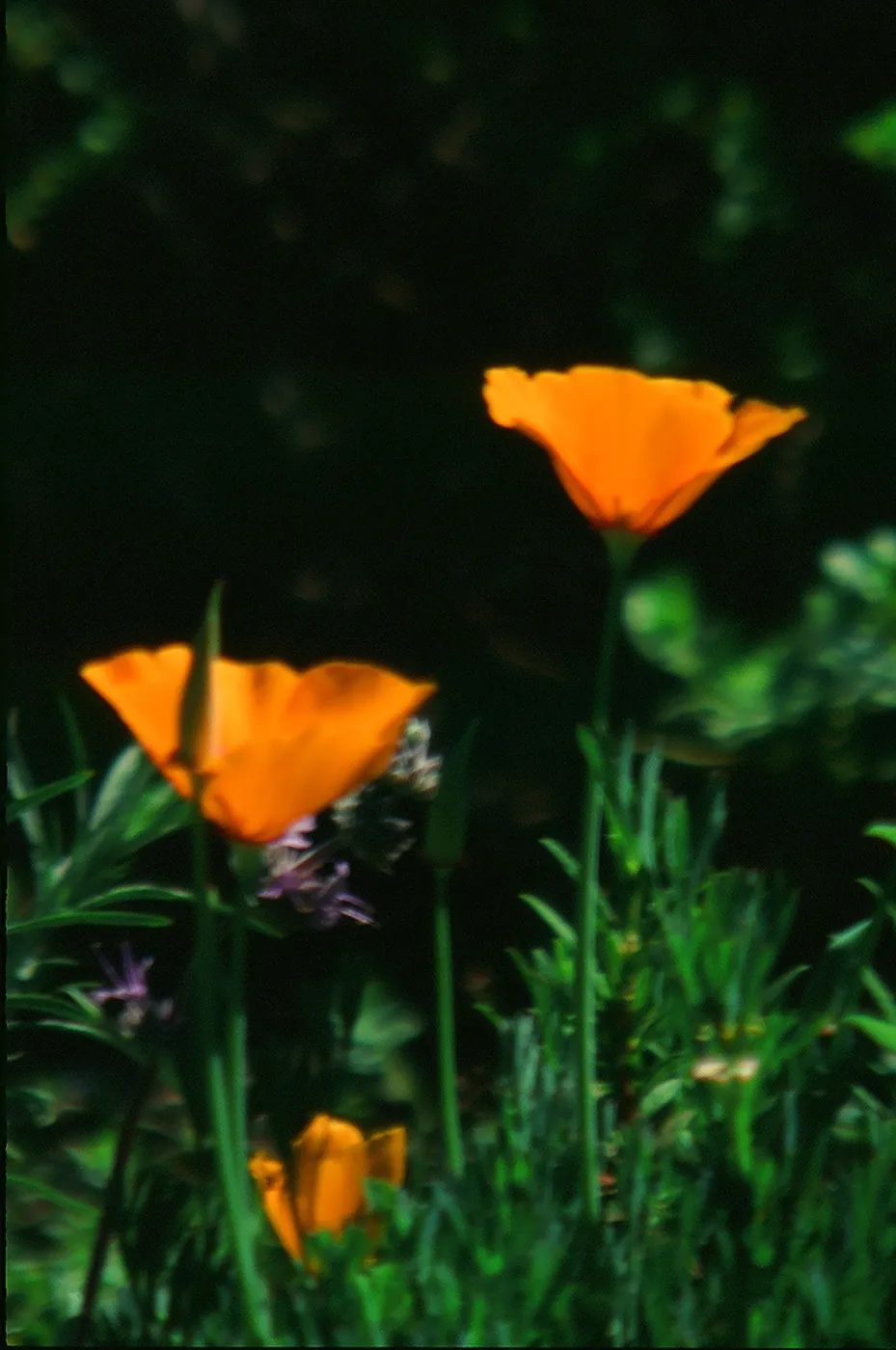 California Poppies, SBBG Photo Contest 2013