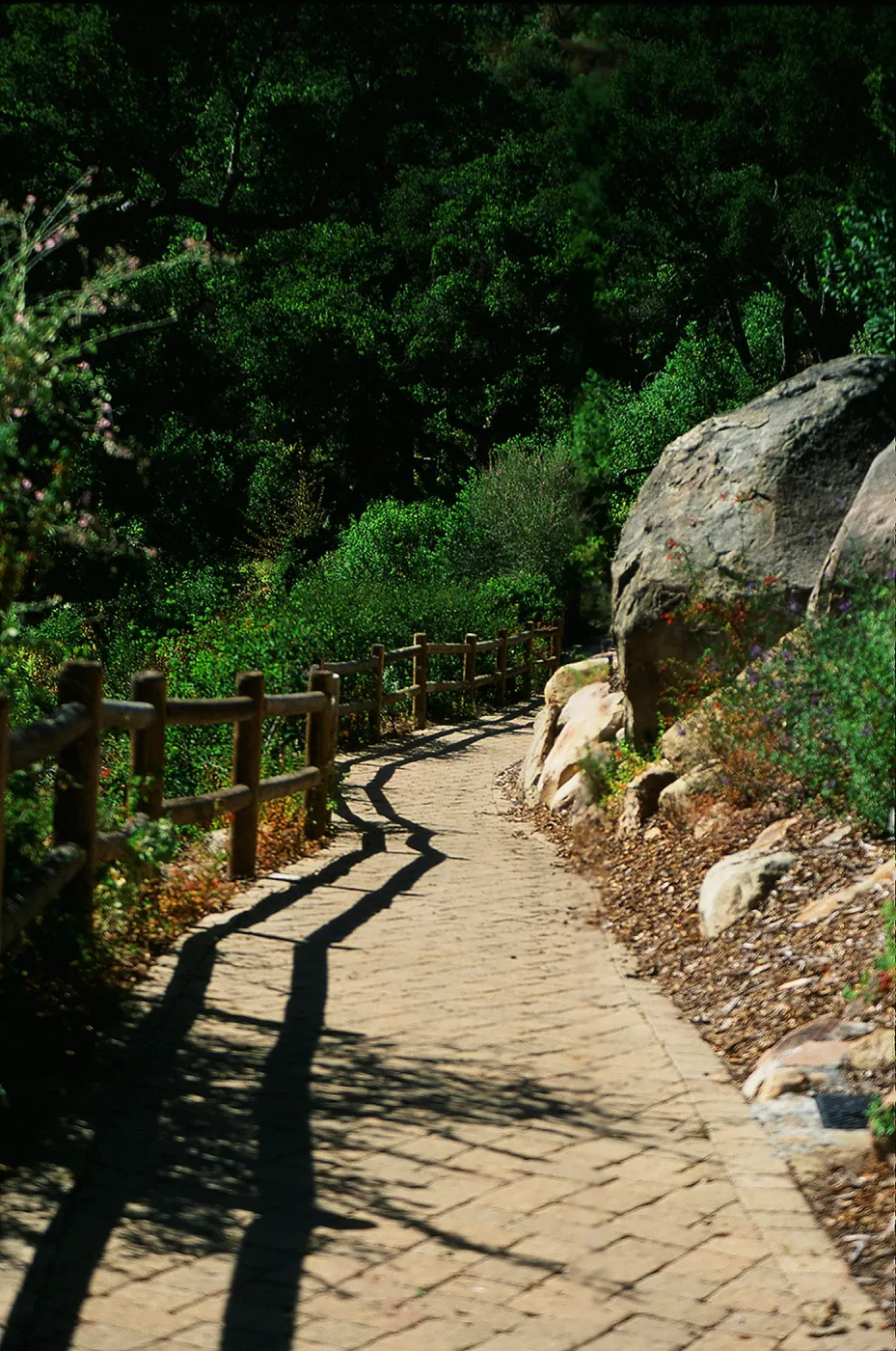 Campbell Trail path, SBBG Photo Contest 2013
