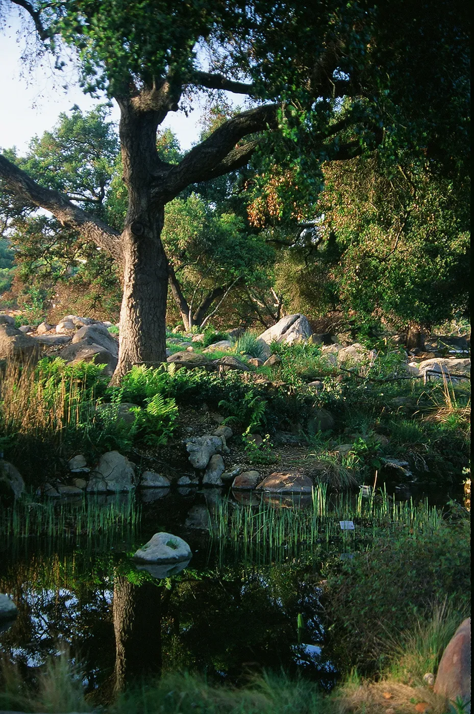 Meadow Pond and Oaks, SBBG Photo Contest 2013