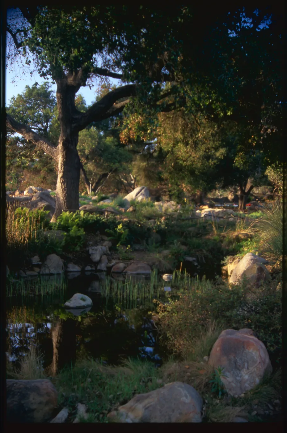 Meadow Pond and Oaks, SBBG Photo Contest 2013