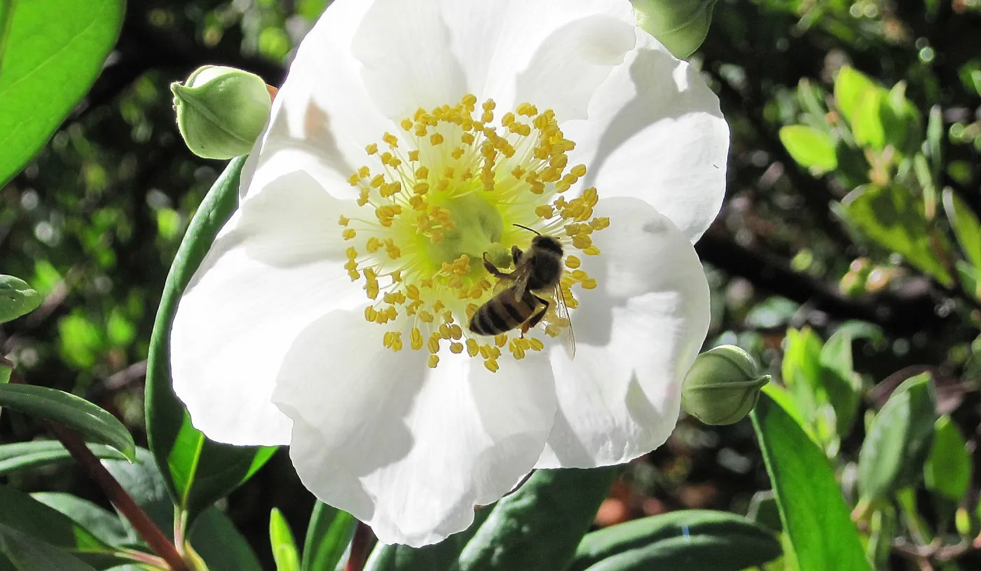 Honeybee visiting carpinteria flower at SBBG, SBBG Photo Contest 2013