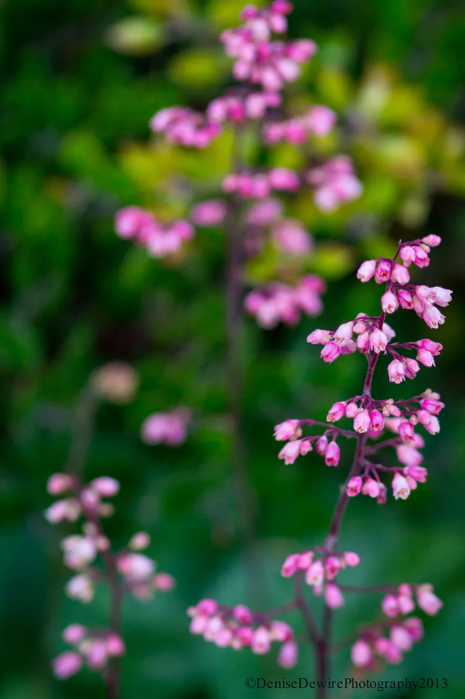 pink Heuchera inflorescence, SBBG