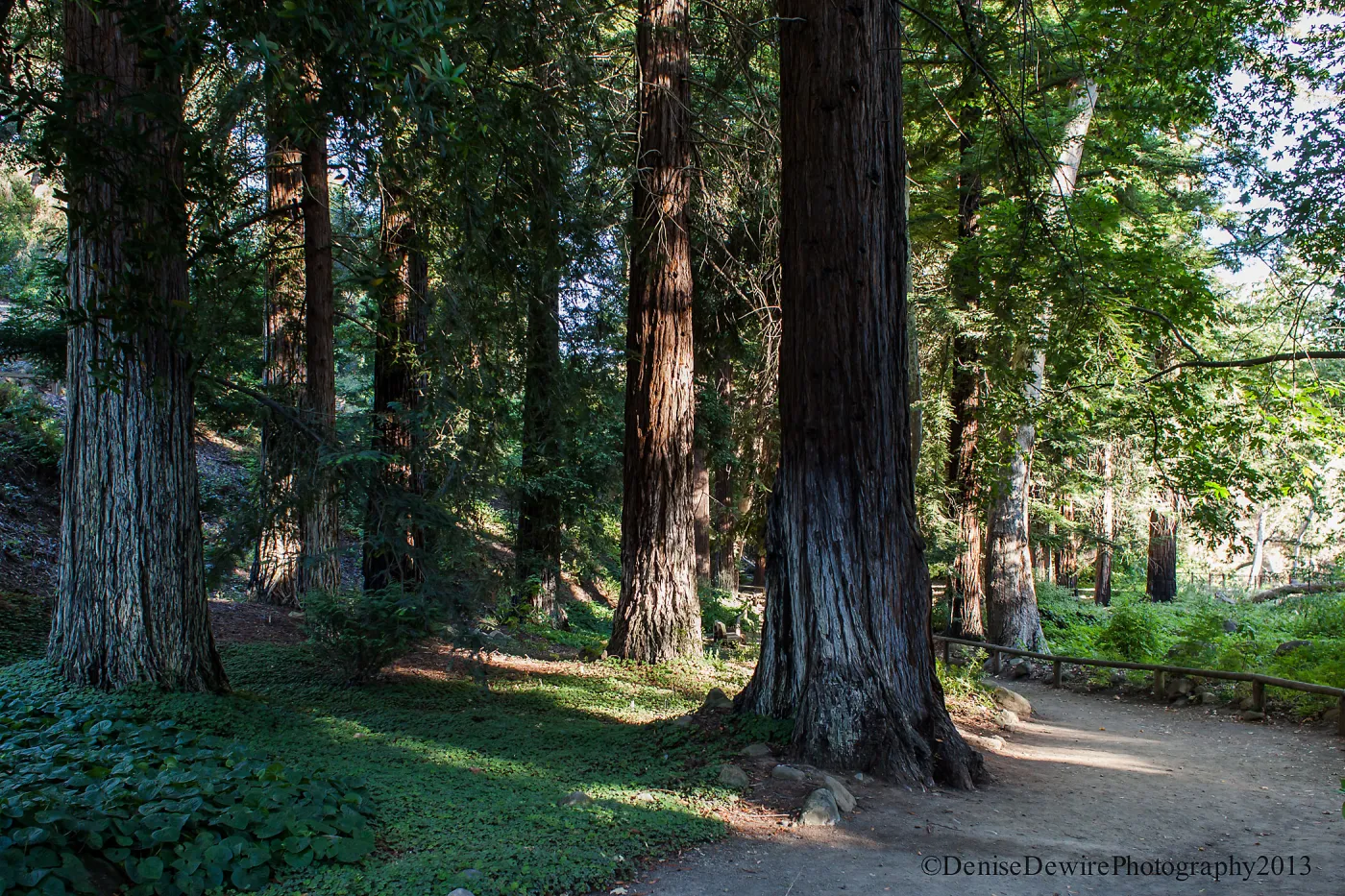 Redwood Section, SBBG, path, redwood sorrel