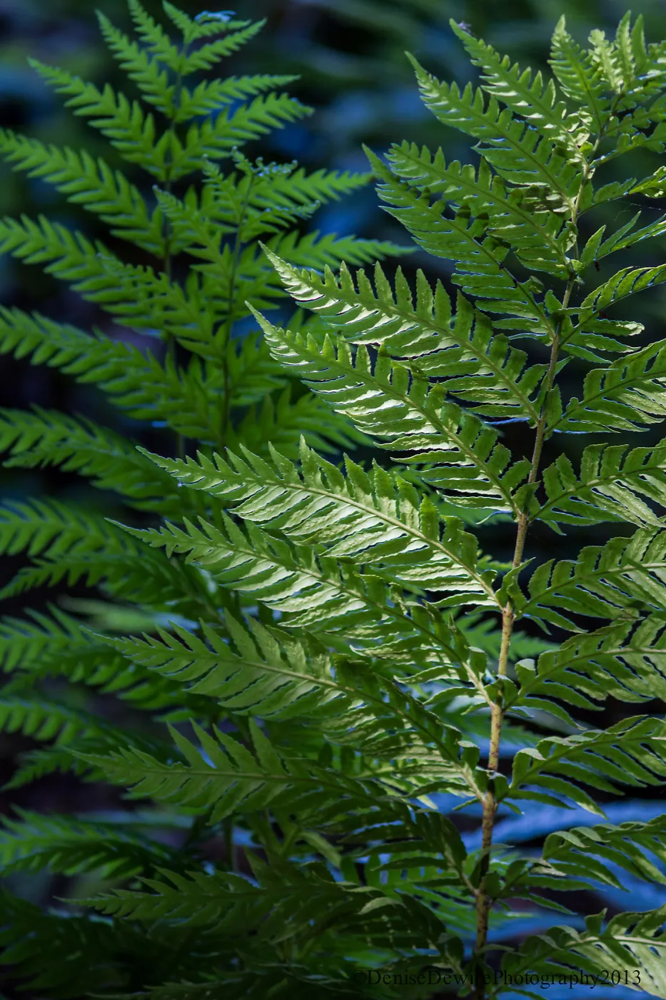 fern frond in sunlight, SBBG