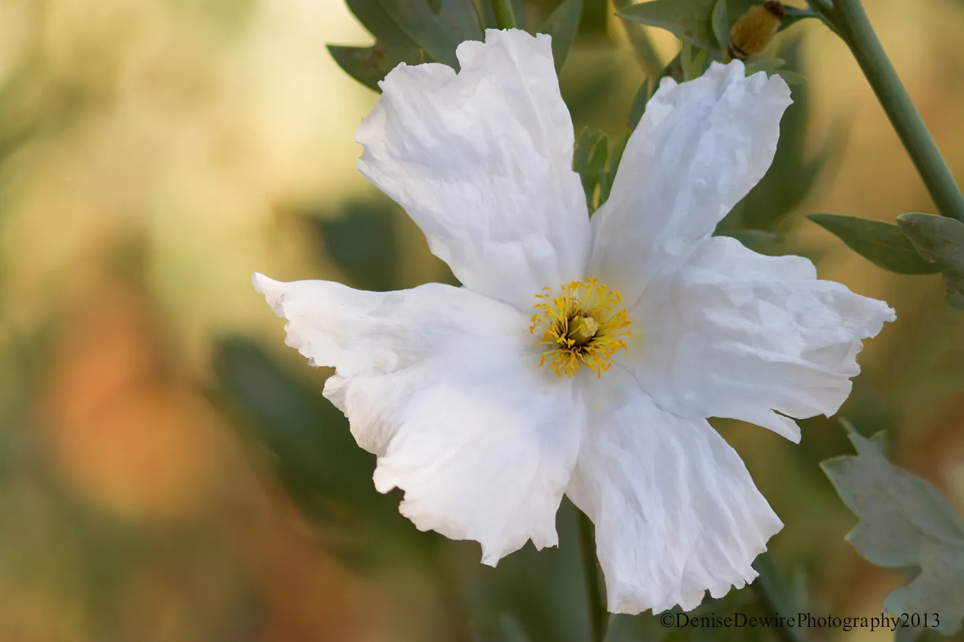 Romneya, Matilija poppy flower, SBBG