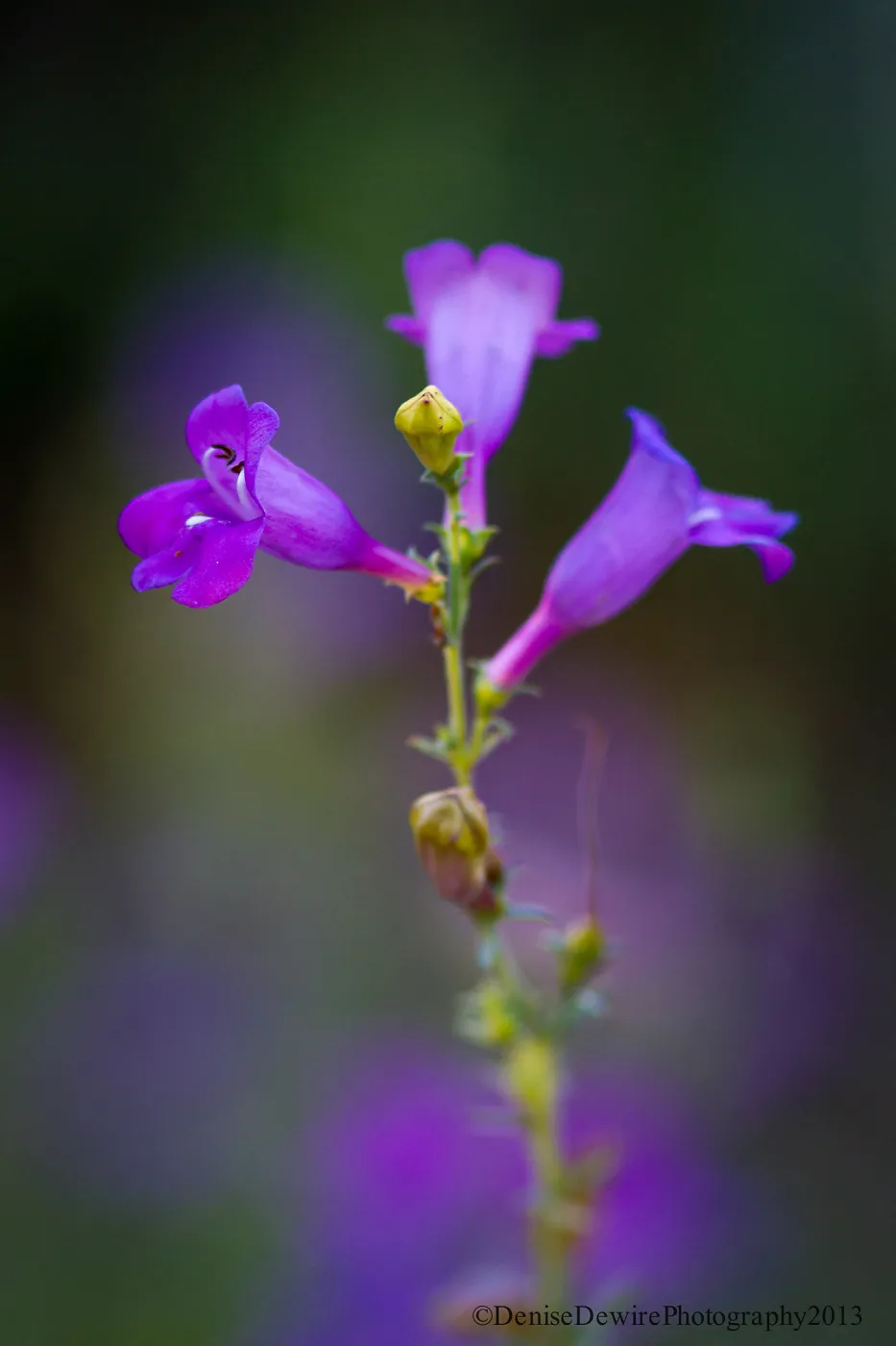 Penstemon flowers, inflorescence, SBBG