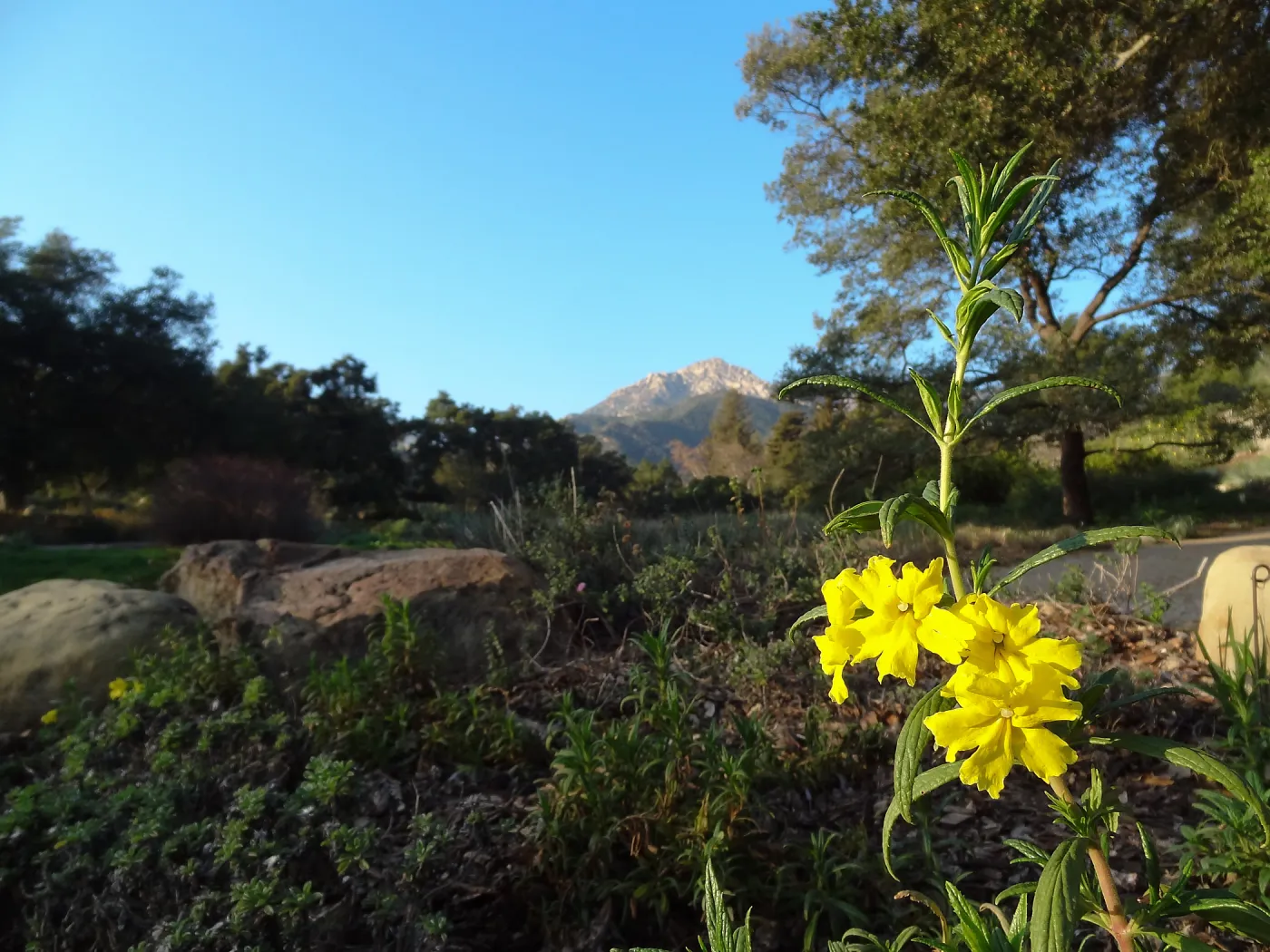 yellow monkeyflower blooming in the Ground Cover Display, SBBG Meadow, Spring in the Garden, February 2013, SBBG