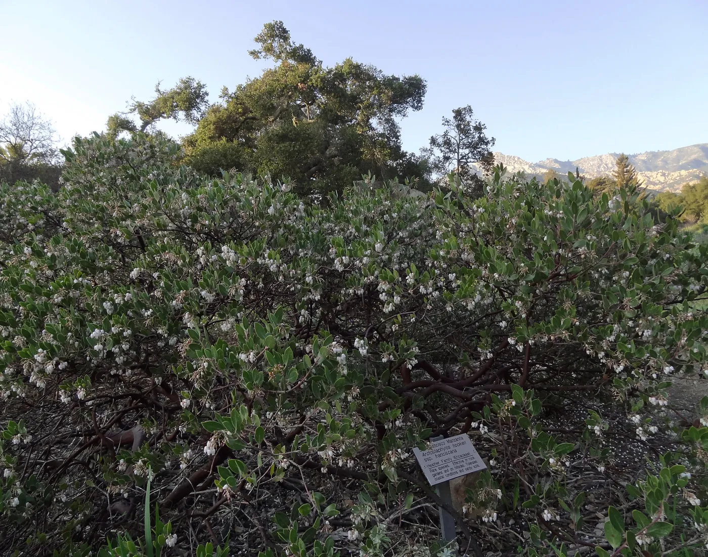 Arctostaphylos hookeri franciscana blooming in the Ground Cover Display, SBBG Meadow, Spring in the Garden, February 2013, SBBG