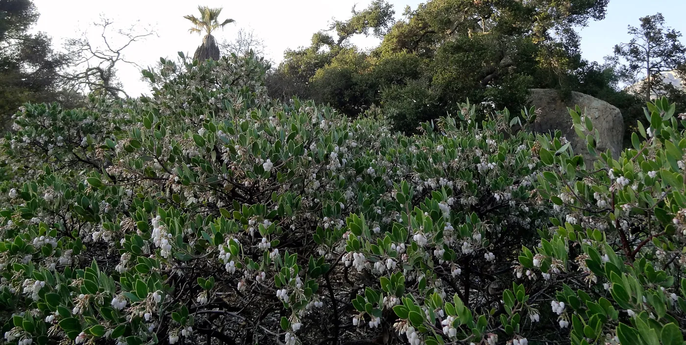 Arctostaphylos hookeri franciscana blooming in the Ground Cover Display, SBBG Meadow, Spring in the Garden, February 2013, SBBG