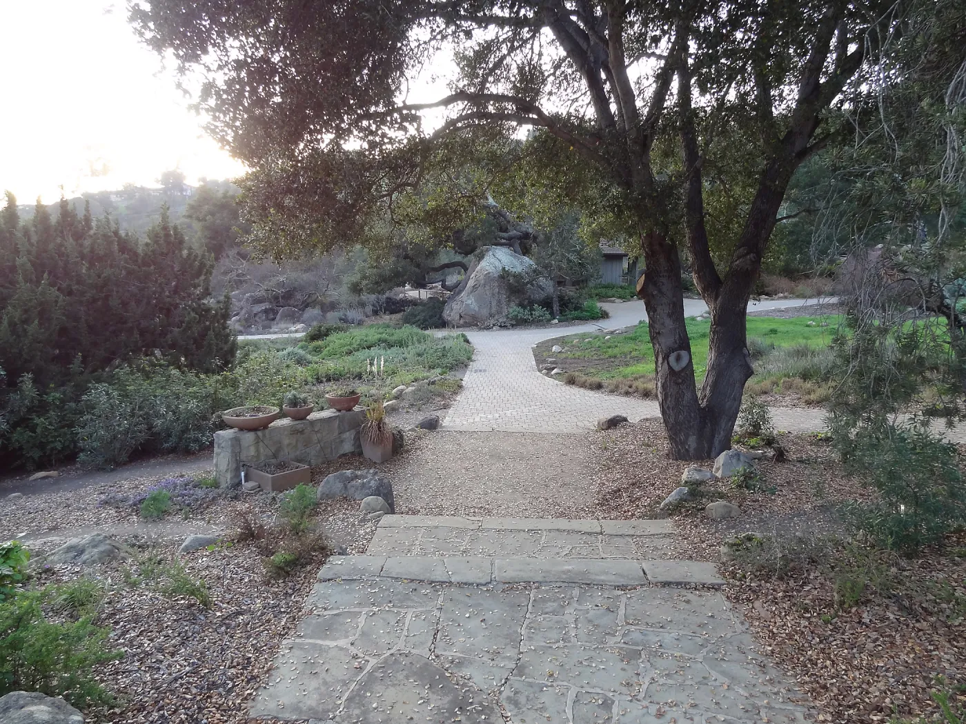 stone steps and path to Blaksley Boulder, Spring in the Garden, February 2013, SBBG
