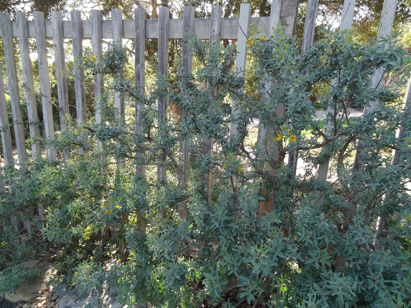 fence along parking lot, Spring in the Garden, February 2013, SBBG