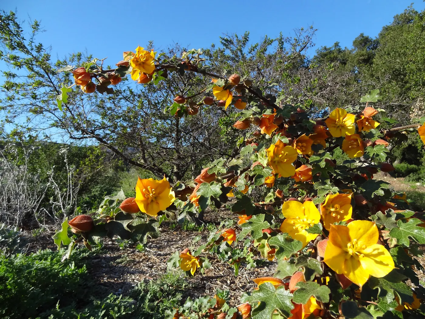 Fremontodendron, Porter Trail, Spring in the Garden, February 2013, SBBG
