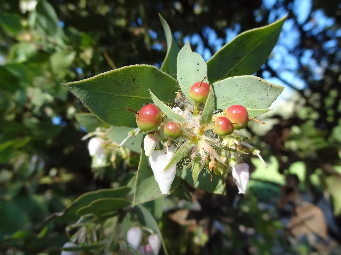Arctostaphylos (Manzanita) in fruit and flower, Porter Trail, Spring in the Garden, February 2013, SBBG