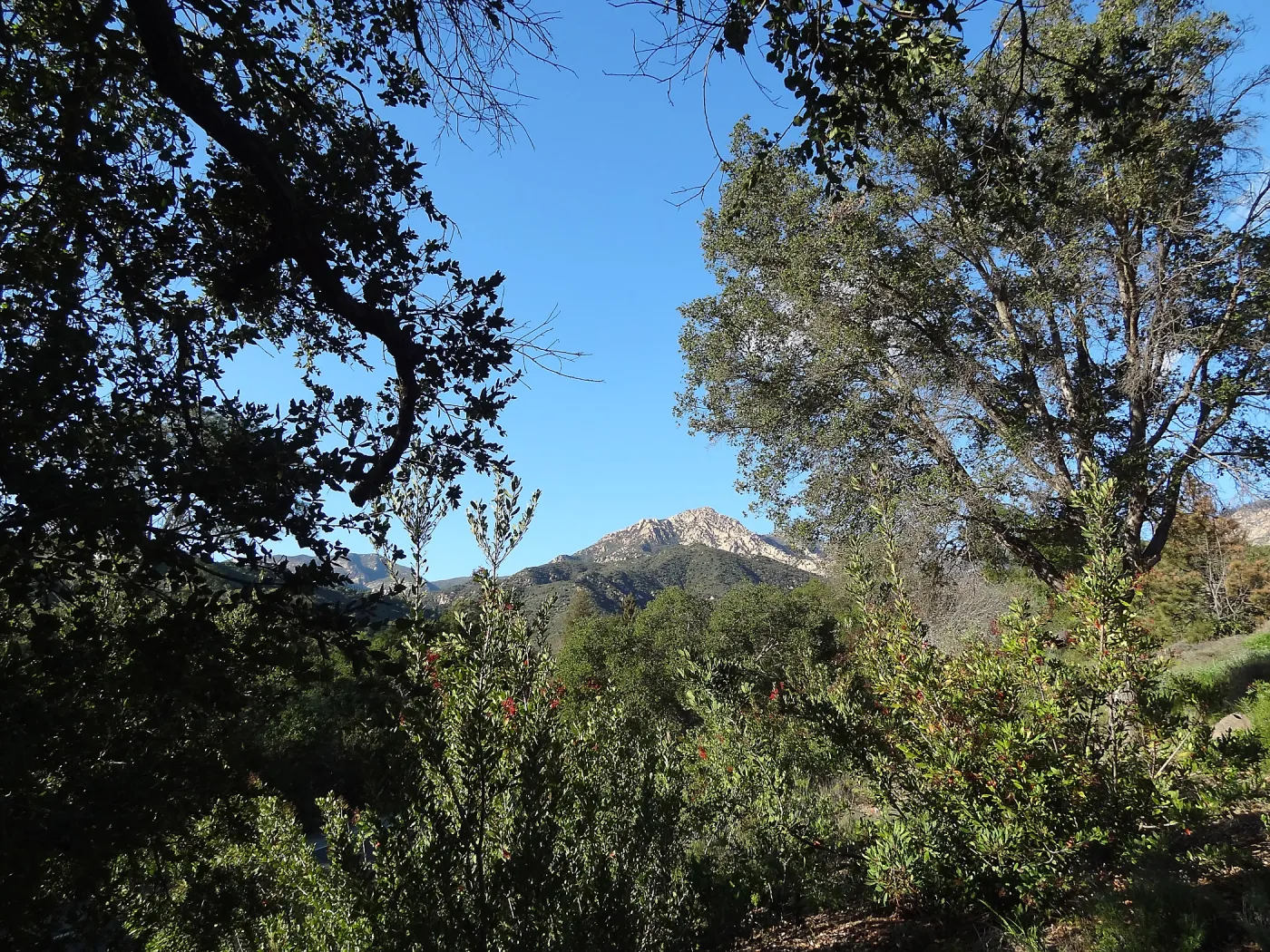 Porter Trail, view to La Cumbre Peak, Spring in the Garden, February 2013, SBBG