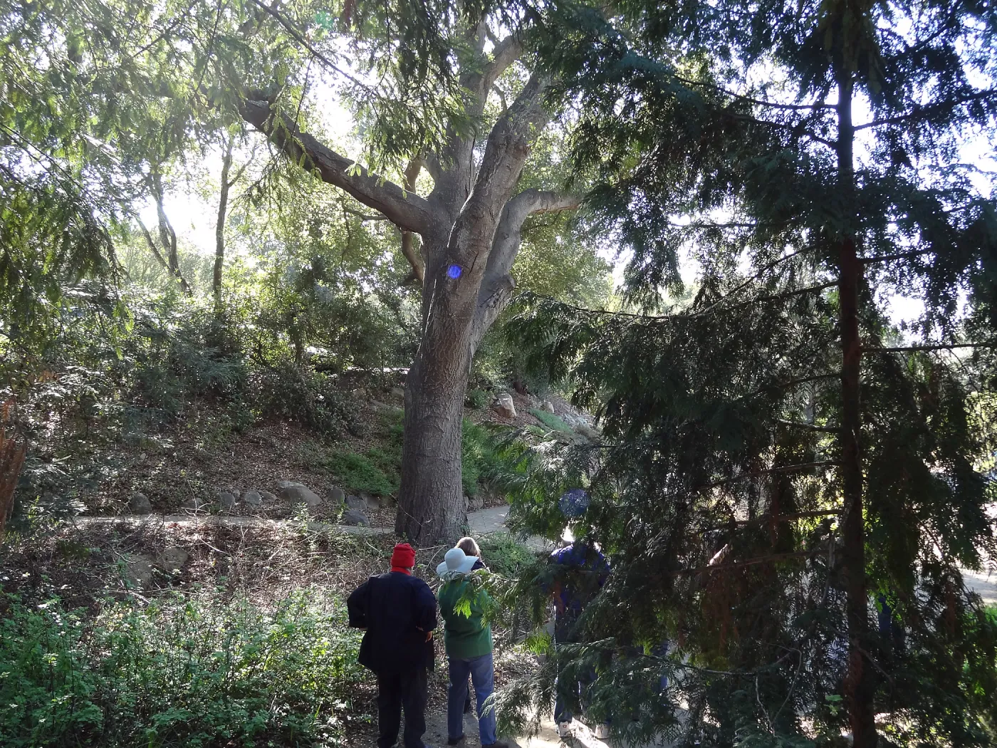 Winter Morning Bird Walk with Rebecca Coulter in the Arroyo Section, Spring in the Garden, February 2013, SBBG