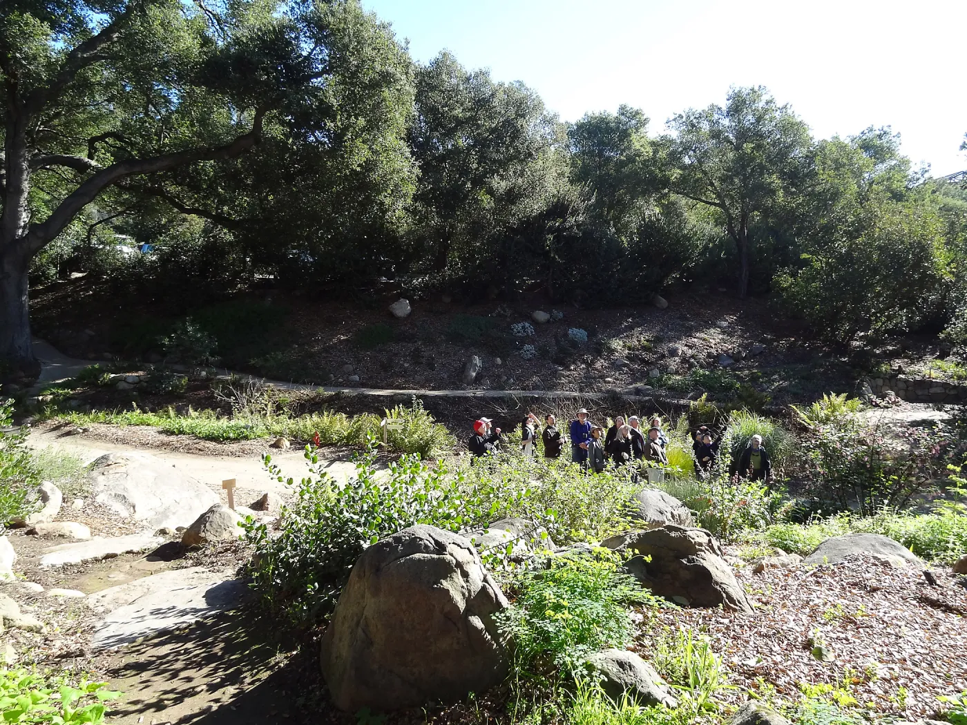 Winter Morning Bird Walk with Rebecca Coulter in the Arroyo Section, Spring in the Garden, February 2013, SBBG