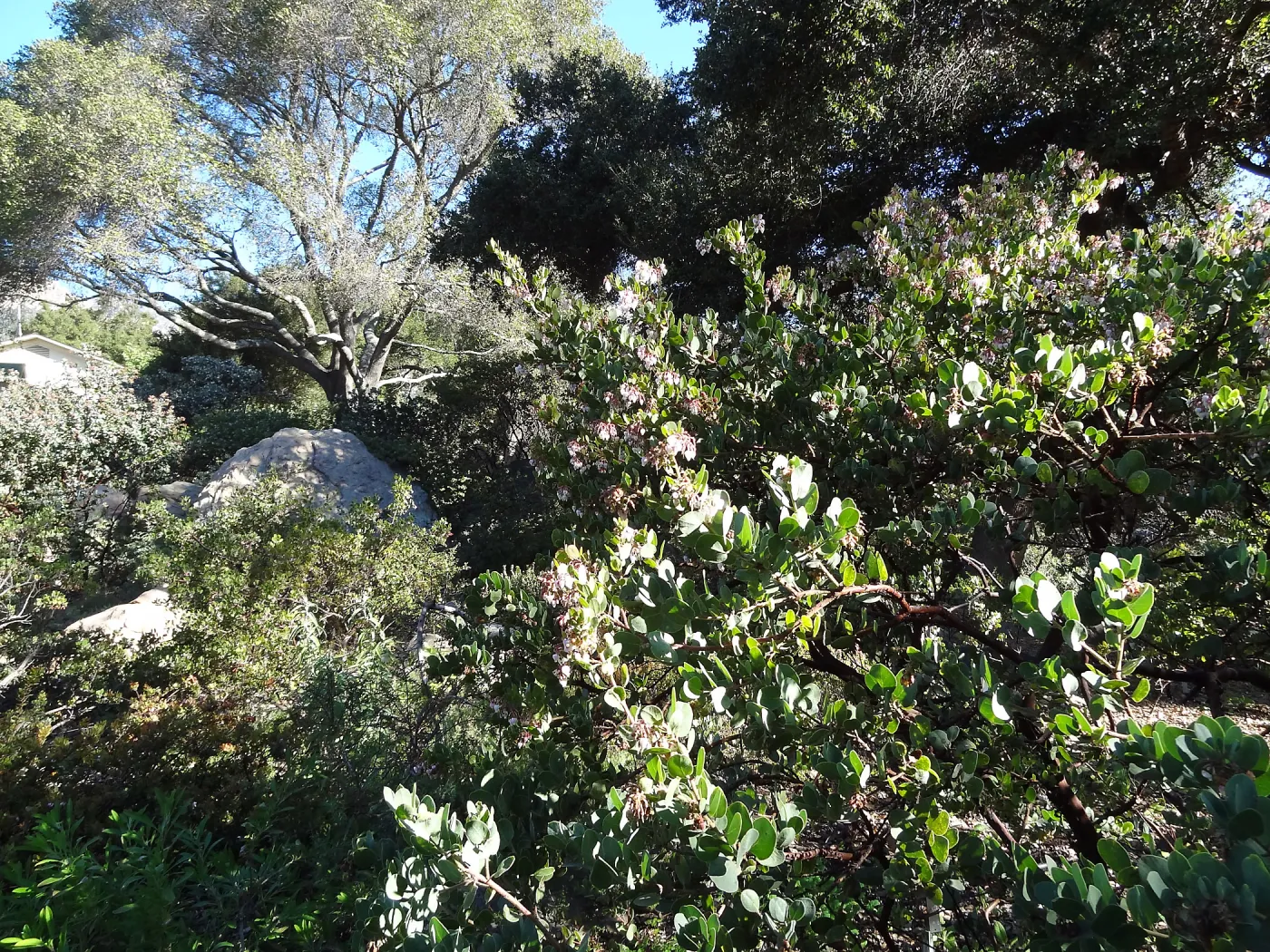 Manzanita Section, Spring in the Garden, February 2013, SBBG
