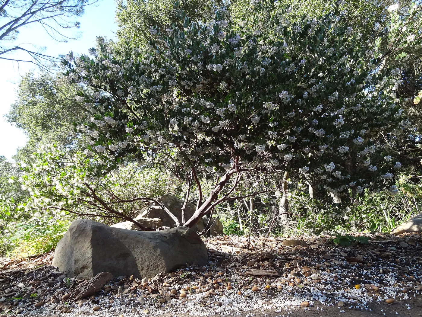 Manzanita Section, Spring in the Garden, February 2013, SBBG