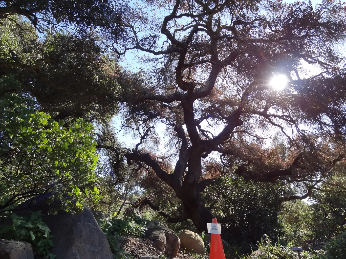 Coast live oak in poor health, Manzanita Section, Spring in the Garden, February 2013, SBBG