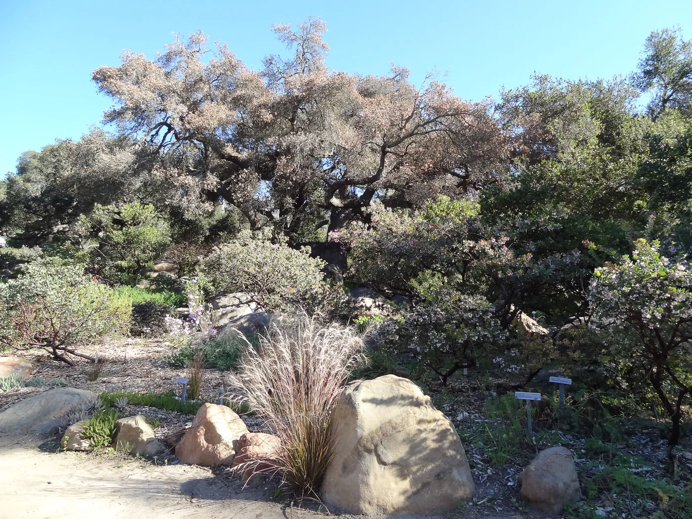 Manzanita Section, Spring in the Garden, February 2013, SBBG