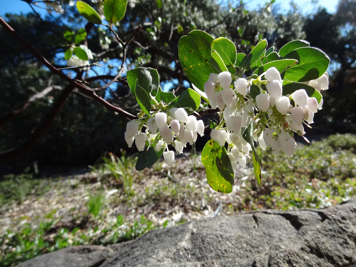 Arctostaphylos in flower and fruit, Manzanita Section, Spring in the Garden, February 2013, SBBG