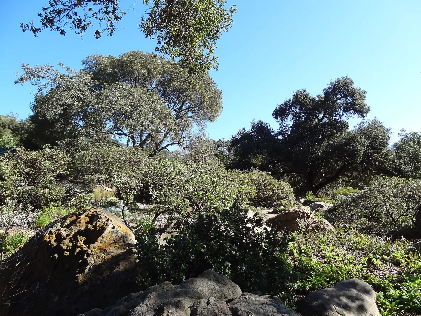 Manzanita Section, Spring in the Garden, February 2013, SBBG