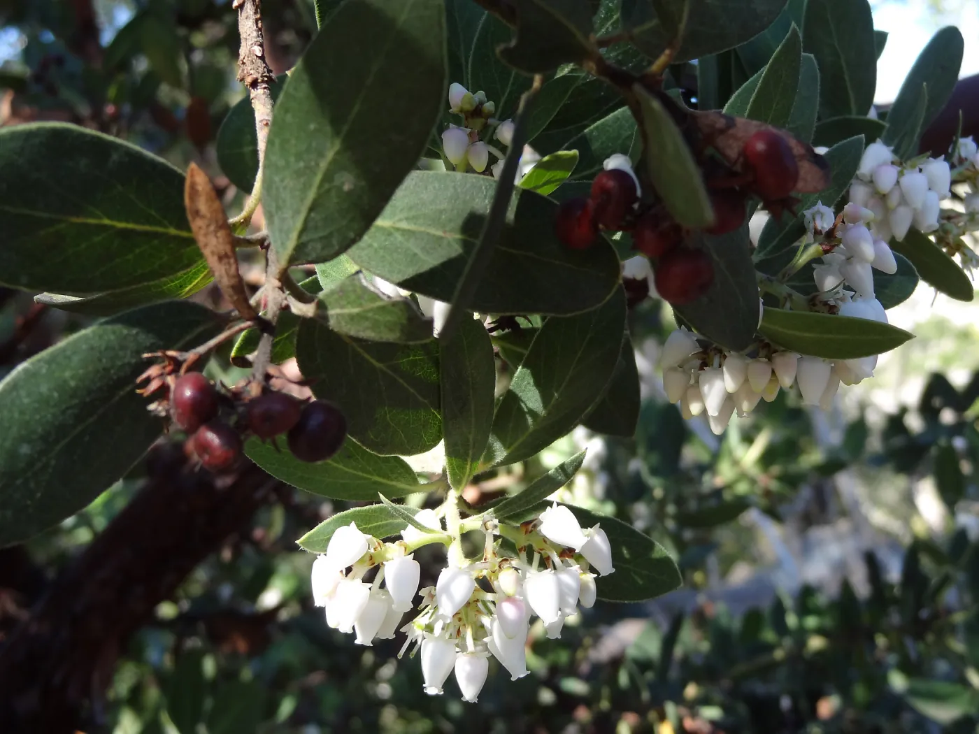 Arctostaphylos in flower and fruit, Manzanita Section, Spring in the Garden, February 2013, SBBG