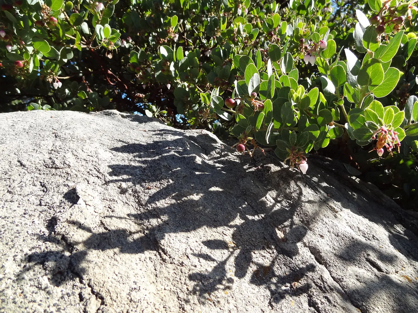 Arctostaphylos (Manzanita) in flower and fruit, boulder and shadow behind, Manzanita Section, Spring in the Garden, February 2013, SBBG