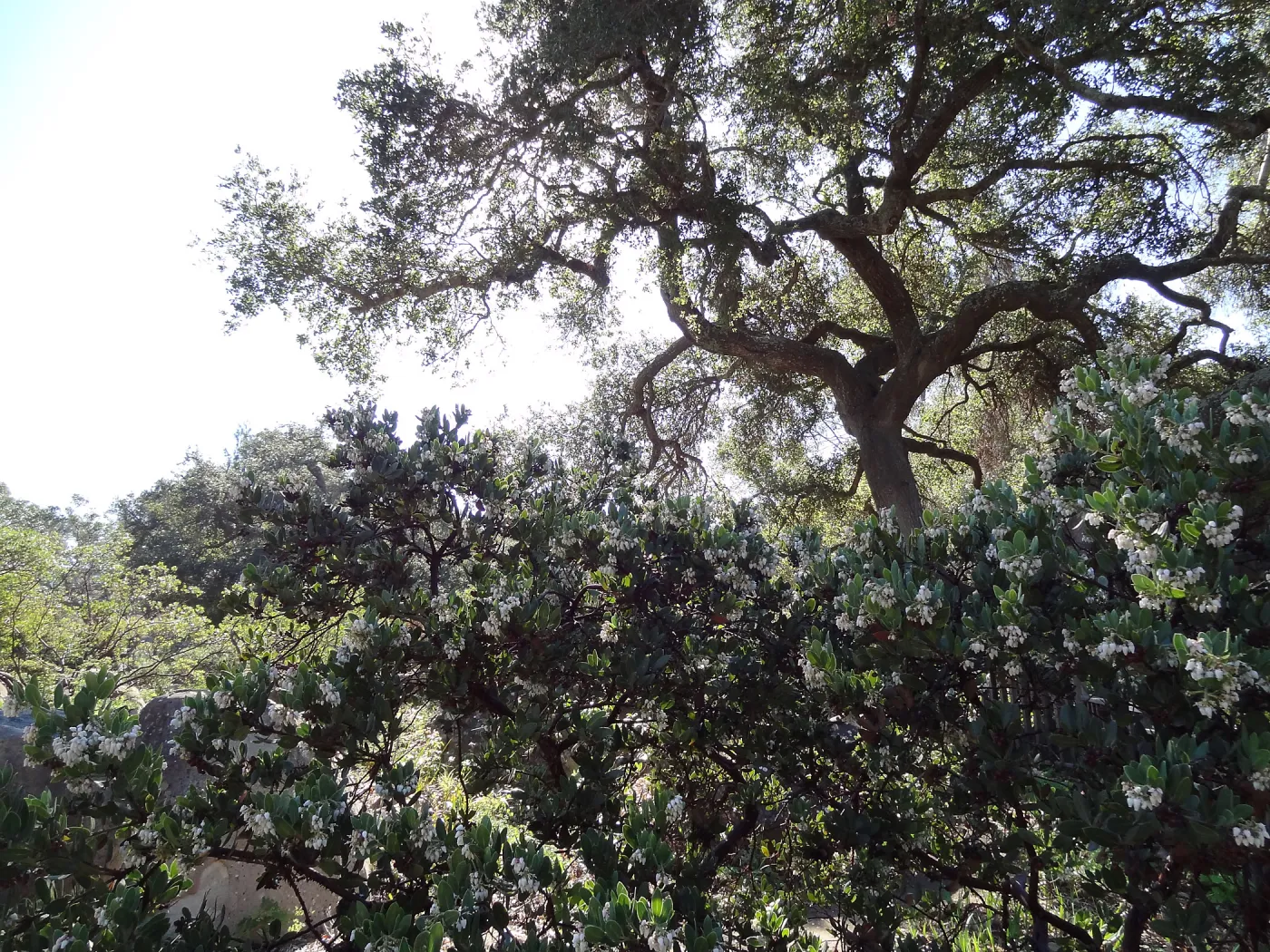 Manzanita Section, Spring in the Garden, February 2013, SBBG