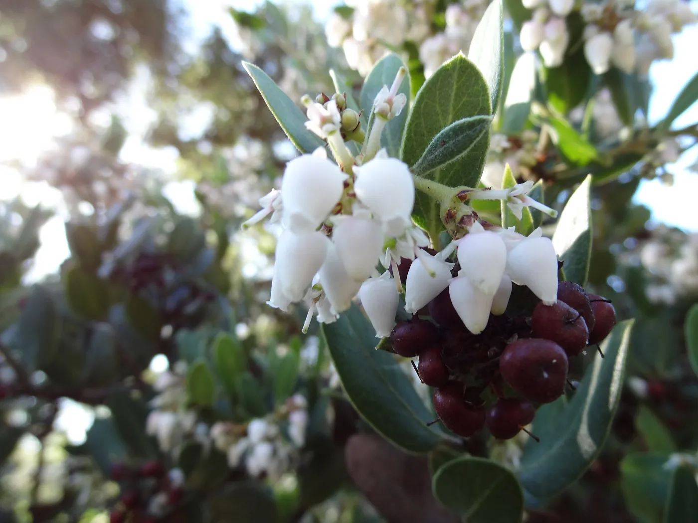 Arctostaphylos otayensis in flower and fruit, SBBG Manzanita Section, Spring in the Garden, February 2013, SBBG