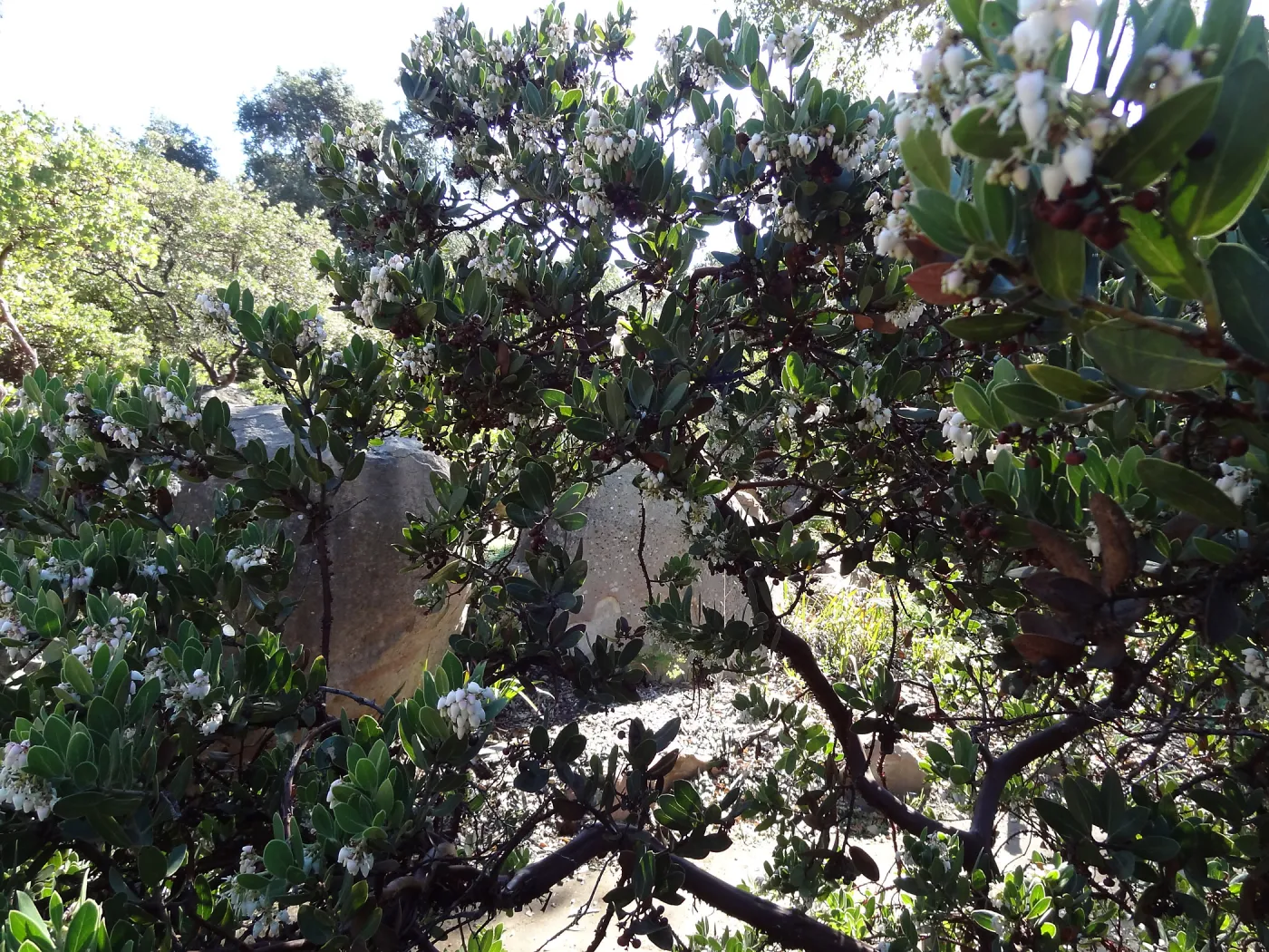 Arctostaphylos (Manzanita) otayensis, SBBG Manzanita Section, Spring in the Garden, February 2013, SBBG
