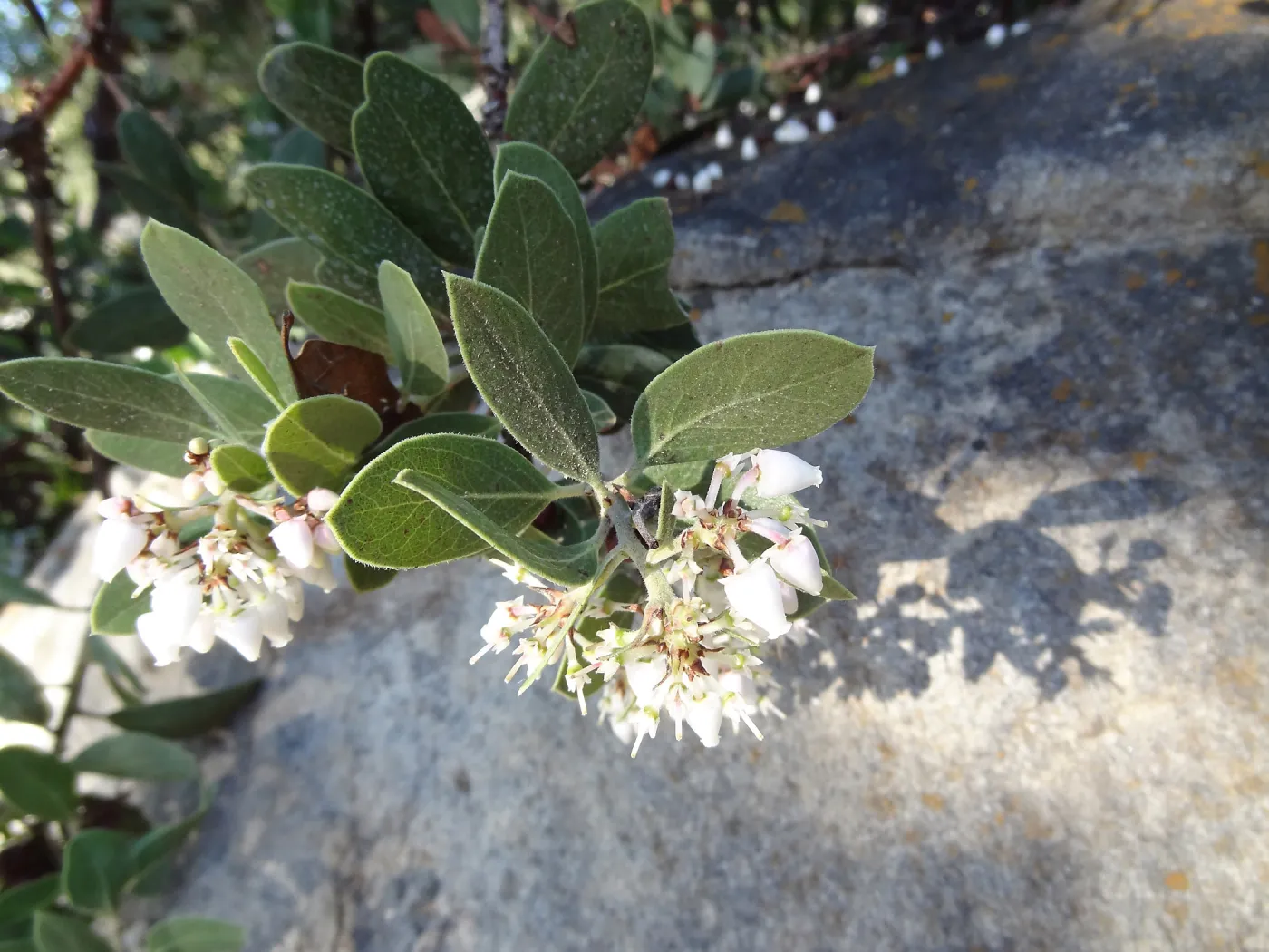 Arctostaphylos otayensis flowers with boulder and shadow behind, SBBG Manzanita Section, Spring in the Garden, February 2013, SBBG