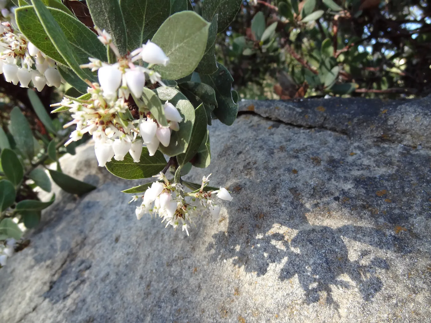 Arctostaphylos otayensis flowers with boulder and shadow behind, SBBG Manzanita Section, Spring in the Garden, February 2013, SBBG