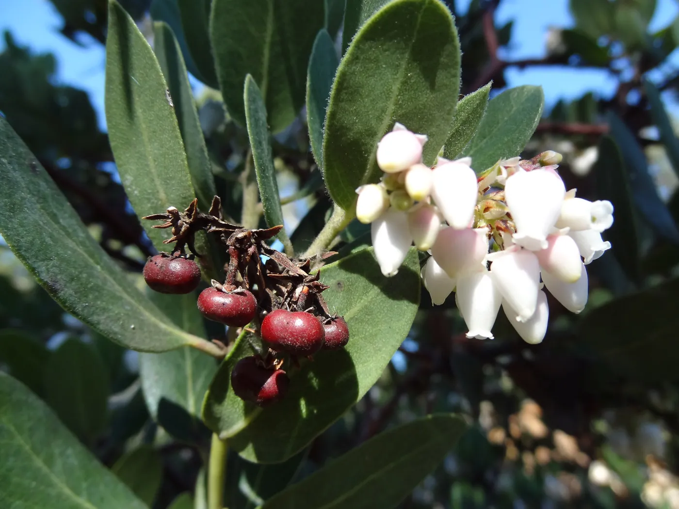 Arctostaphylos otayensis in flower and fruit, SBBG Manzanita Section, Spring in the Garden, February 2013, SBBG
