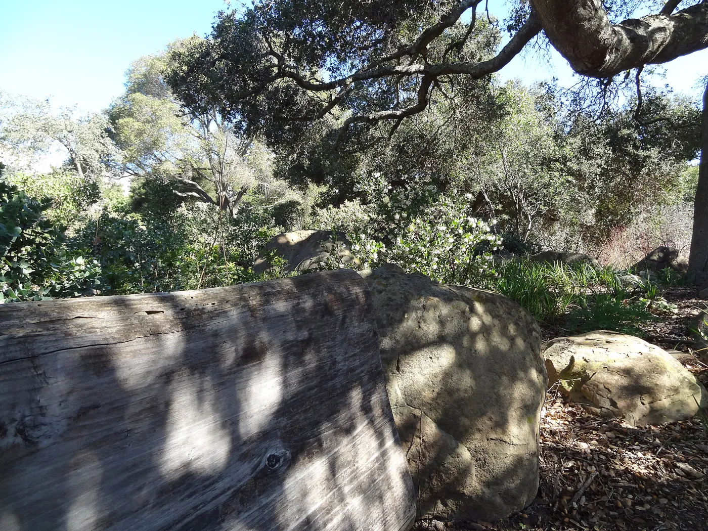 wood bench, Manzanita Section, Spring in the Garden, February 2013, SBBG