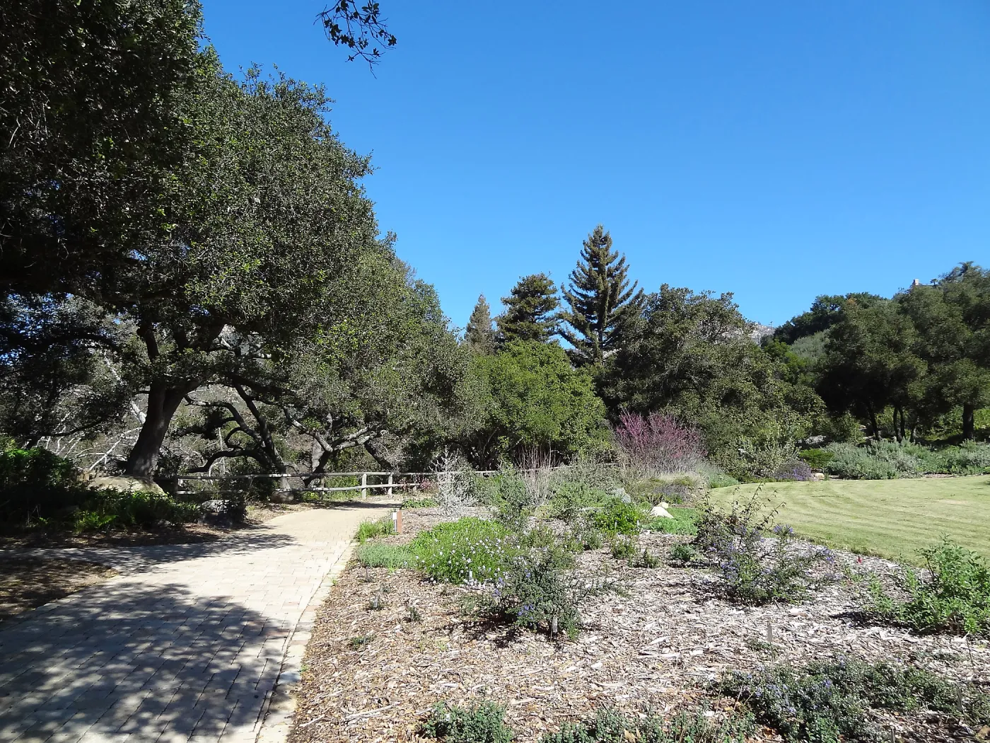 Redwoods as viewed from the west side of the Meadow, newly planted Coast live oaks in the Meadow Oaks Display, Spring in the Garden, February 2013, SBBG