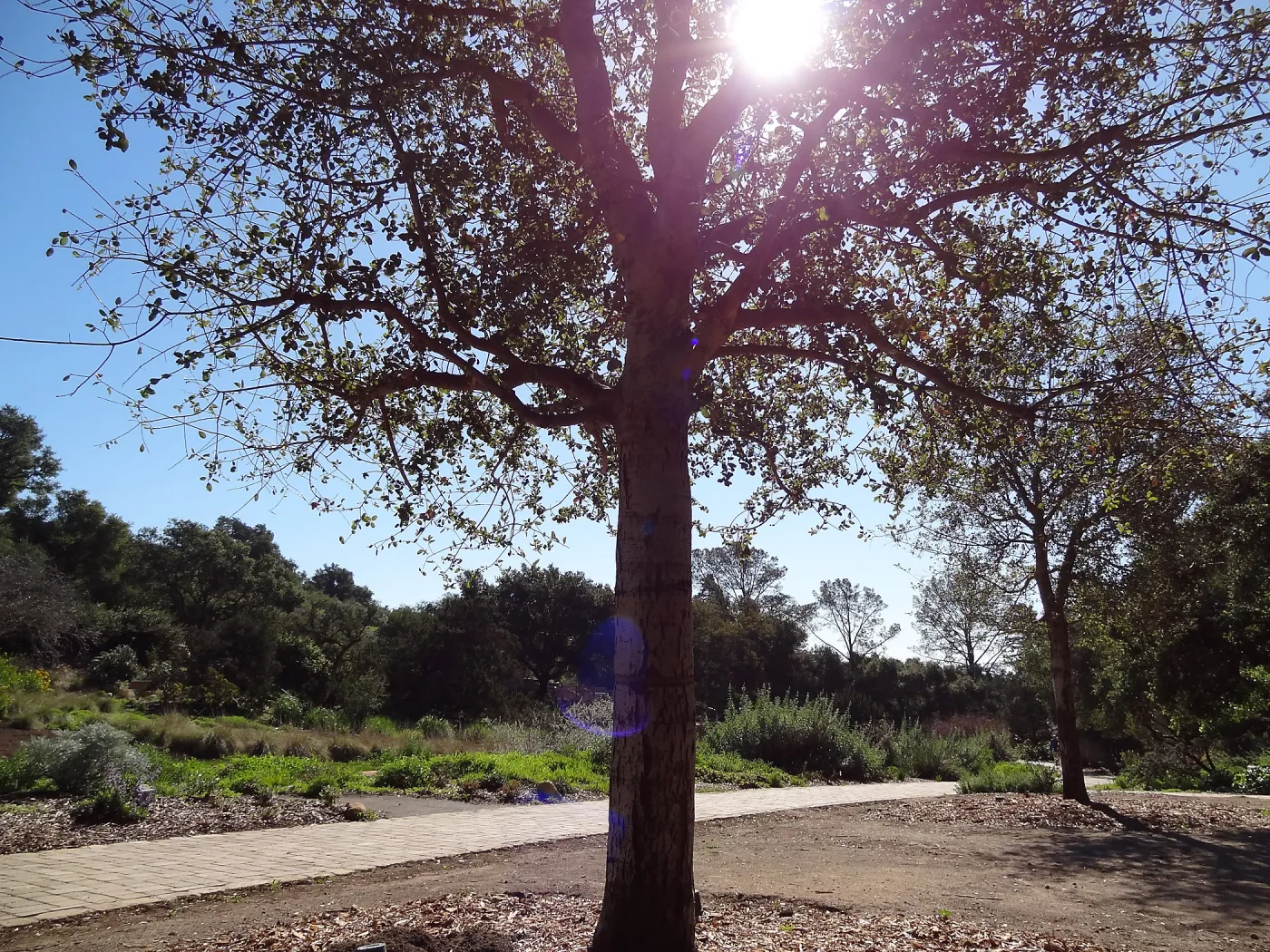 newly planted Coast live oaks in the Meadow Oaks Display, Spring in the Garden, February 2013, SBBG