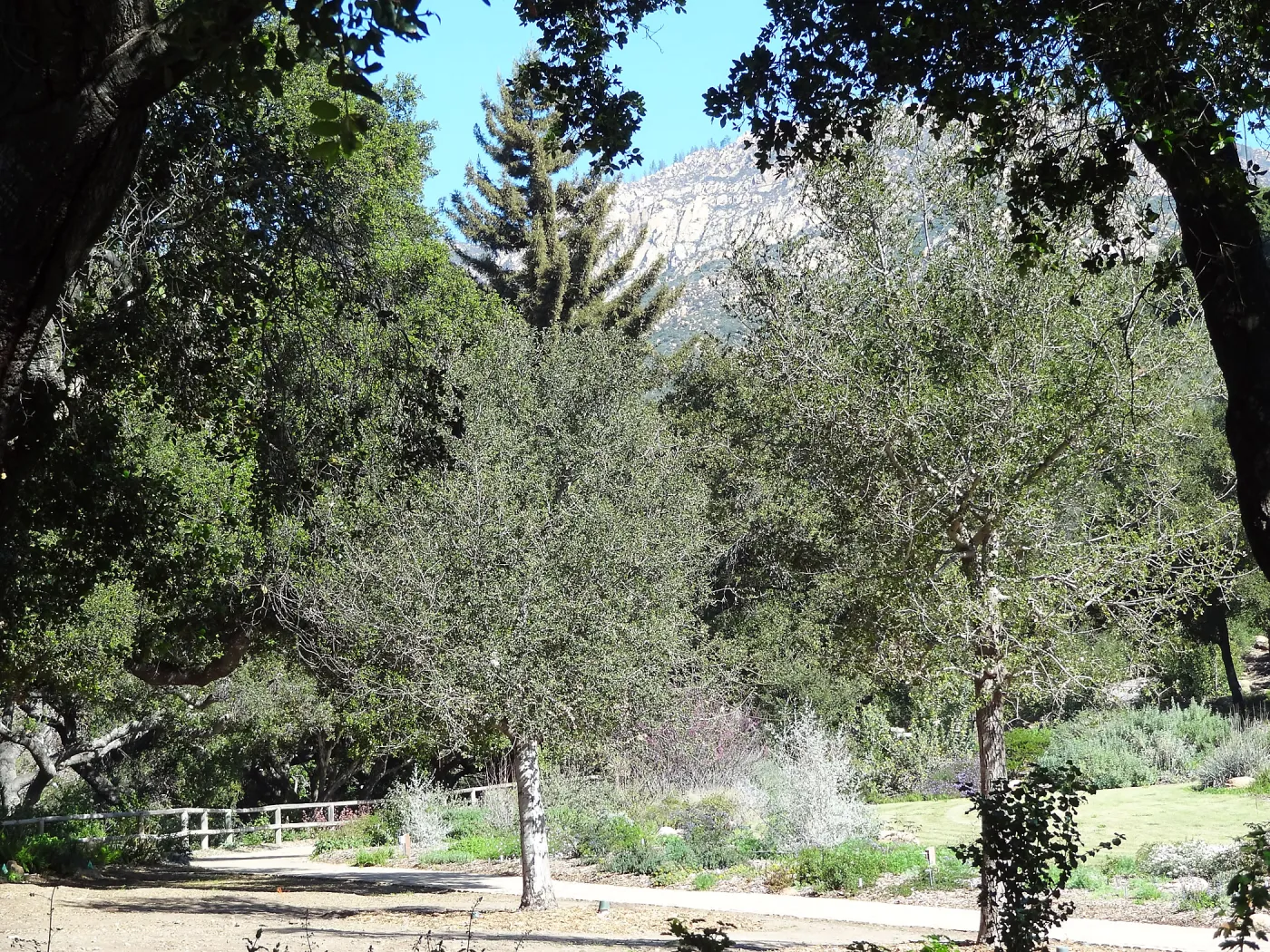 newly planted Coast live oaks in the Meadow Oaks Display, Spring in the Garden, February 2013, SBBG