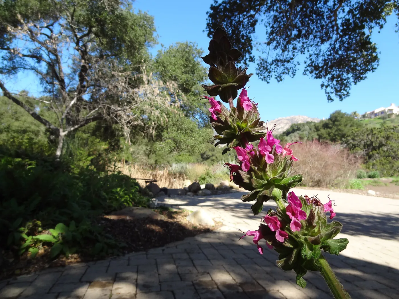Salvia spathacea, hummingbird sage, with Meadow in background, Spring in the Garden, February 2013, SBBG