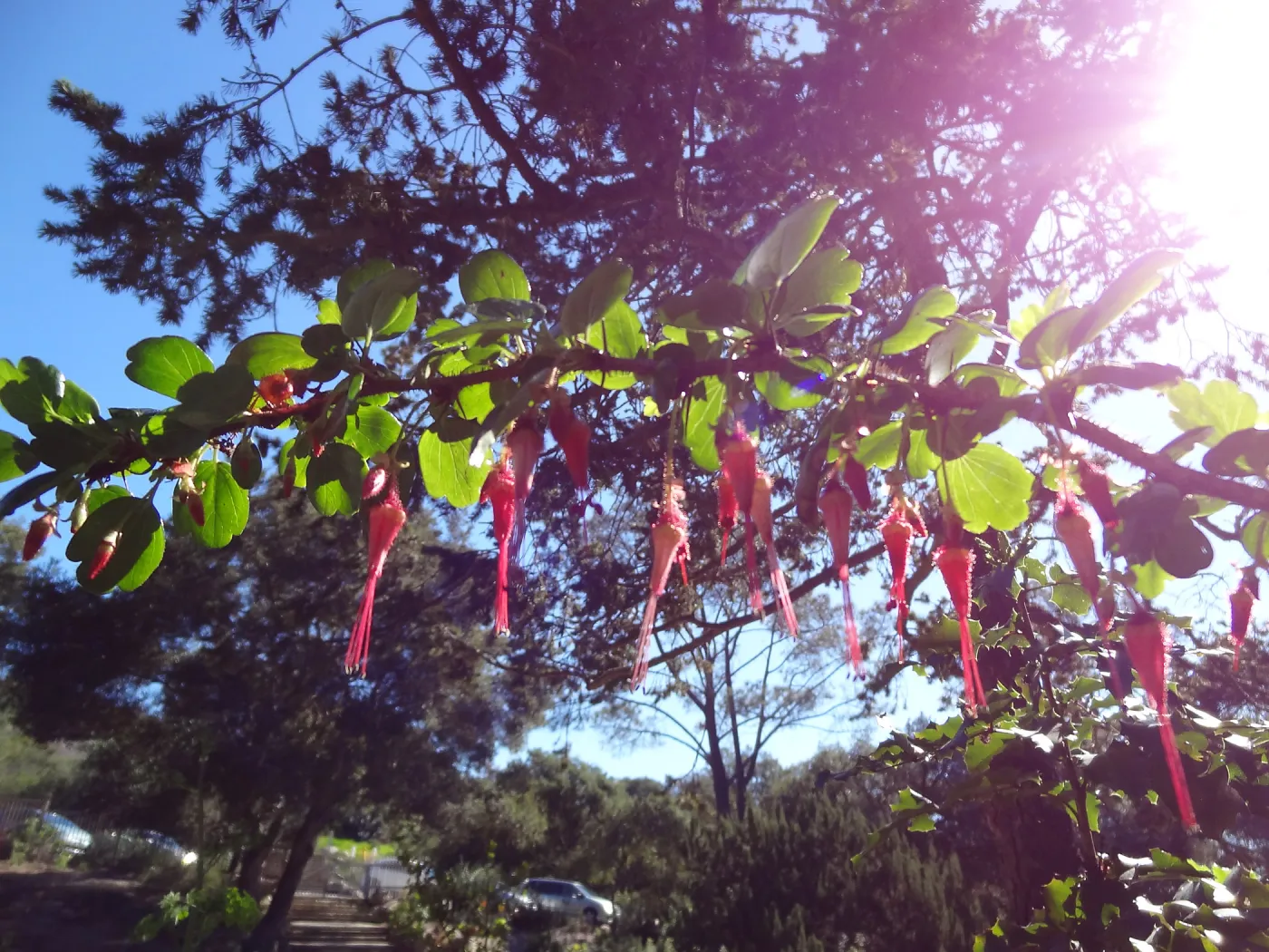Ribes speciosum blooming by the Blaksley Boulder, Spring in the Garden, February 2013, SBBG