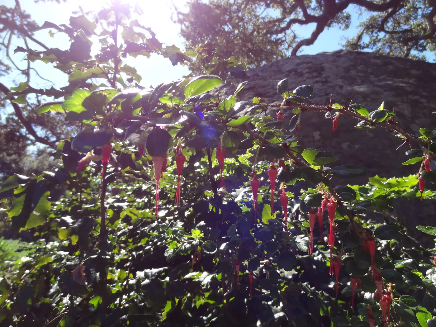 Ribes speciosum blooming by the Blaksley Boulder, Spring in the Garden, February 2013, SBBG