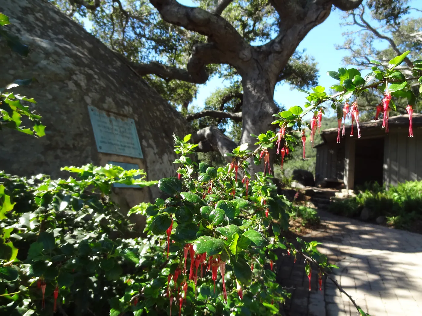 Ribes speciosum blooming by the Blaksley Boulder, Spring in the Garden, February 2013, SBBG