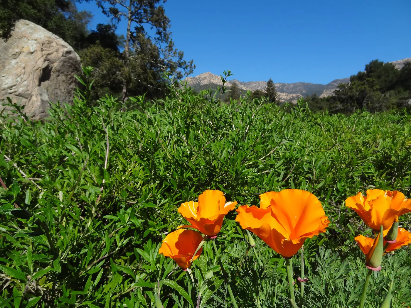 California poppies blooming in the lower Meadow, Ground Cover Display, Blaksley Boulder, Spring in the Garden, February 2013, SBBG
