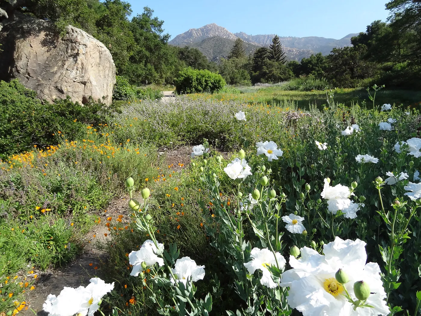 Matilija poppies in the lower Meadow, Blaksley Boulder, douglas fir is removed, wildflower display