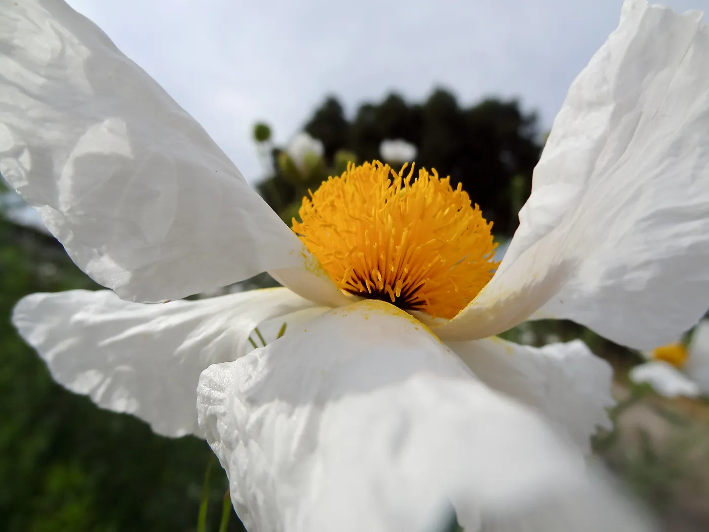 Matilija poppy flower